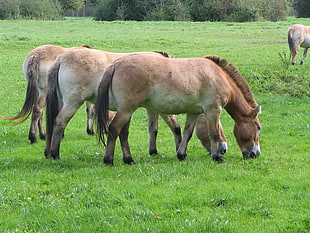 three brown horses eating grasses